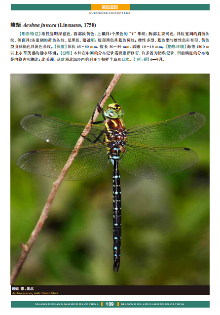 《中国蜻蜓大图鉴》:首次公开众多珍稀蜻蜓生态影像